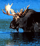 Moose Lottery Applications